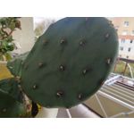 Zdjęcia użytkowników OnePlus Open