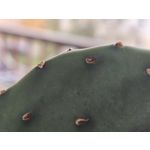 Zdjęcia użytkowników OnePlus Open