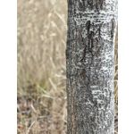 Zdjęcia użytkowników OnePlus 15