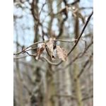 Zdjęcia użytkowników OnePlus 15