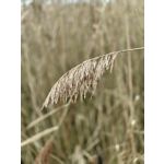 Zdjęcia użytkowników OnePlus 15