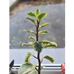 Zdjęcia użytkowników OnePlus 15