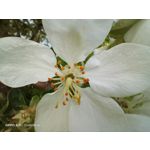 Zdjęcia użytkowników Oppo A31 2020