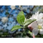 Zdjęcia użytkowników Oppo A31 2020