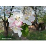 Zdjęcia użytkowników Oppo A31 2020