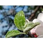 Zdjęcia użytkowników Oppo A31 2020