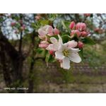 Zdjęcia użytkowników Oppo A31 2020