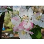 Zdjęcia użytkowników Oppo A31 2020
