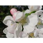 Zdjęcia użytkowników Oppo A31 2020
