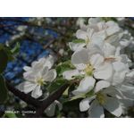 Zdjęcia użytkowników Oppo A31 2020