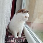 Zdjęcia użytkowników Oppo A38 Zdjęcia użytkowników Oppo A38