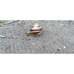 ZDJĘCIA Z TEGO TELEFONU