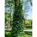 ZDJĘCIA Z TEGO TELEFONU