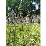 ZDJĘCIA Z TEGO TELEFONU