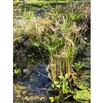 ZDJĘCIA Z TEGO TELEFONU