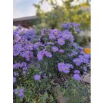 ZDJĘCIA Z TEGO TELEFONU