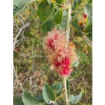 Zdjęcia użytkowników Oppo Find X5 Zdjęcia użytkowników Oppo Find X5