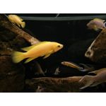 Zdjęcia użytkowników Oppo R5