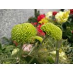 Zdjęcia użytkowników Oppo R5