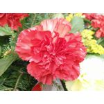 Zdjęcia użytkowników Oppo R5