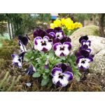 Zdjęcia użytkowników Oppo R5