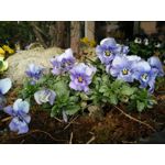 Zdjęcia użytkowników Oppo R5