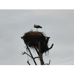 Zdjęcia użytkowników Oppo Reno 10x Zoom