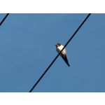 Zdjęcia użytkowników Oppo Reno 10x Zoom