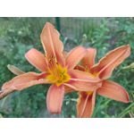 Zdjęcia użytkowników Oppo Reno 10x Zoom