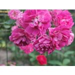 Zdjęcia użytkowników Oppo Reno 10x Zoom