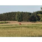 Zdjęcia użytkowników Oppo Reno 10x Zoom