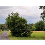 Zdjęcia użytkowników Oppo Reno 10x Zoom