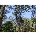 Zdjęcia użytkowników Oppo Reno 10x Zoom