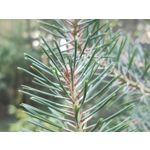 Zdjęcia użytkowników Oppo Reno 10x Zoom