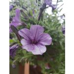 Zdjęcia użytkowników Oppo Reno 10x Zoom