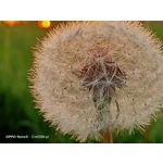 Zdjęcia użytkowników Oppo Reno 3 CPH2043