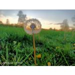 Zdjęcia użytkowników Oppo Reno 3 CPH2043