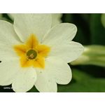 Zdjęcia użytkowników Oppo Reno 3 CPH2043