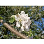 Zdjęcia użytkowników Oppo Reno 3 CPH2043