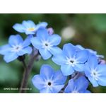 Zdjęcia użytkowników Oppo Reno 3 CPH2043