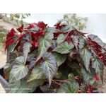 Zdjęcia użytkowników Oppo Reno 3 CPH2043