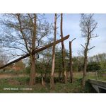 Zdjęcia użytkowników Oppo Reno 3 CPH2043