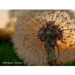 Zdjęcia użytkowników Oppo Reno 3 CPH2043