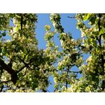 Zdjęcia użytkowników Oppo Reno 3 CPH2043