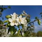 Zdjęcia użytkowników Oppo Reno 3 CPH2043