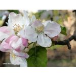 Zdjęcia użytkowników Oppo Reno 3 CPH2043