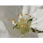 Zdjęcia użytkowników Oppo Reno 3 CPH2043