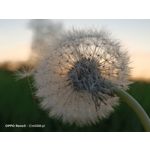 Zdjęcia użytkowników Oppo Reno 3 CPH2043