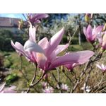 Zdjęcia użytkowników Oppo Reno 3 CPH2043