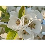 Zdjęcia użytkowników Oppo Reno 3 CPH2043